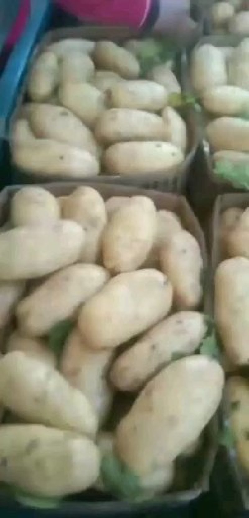 土豆