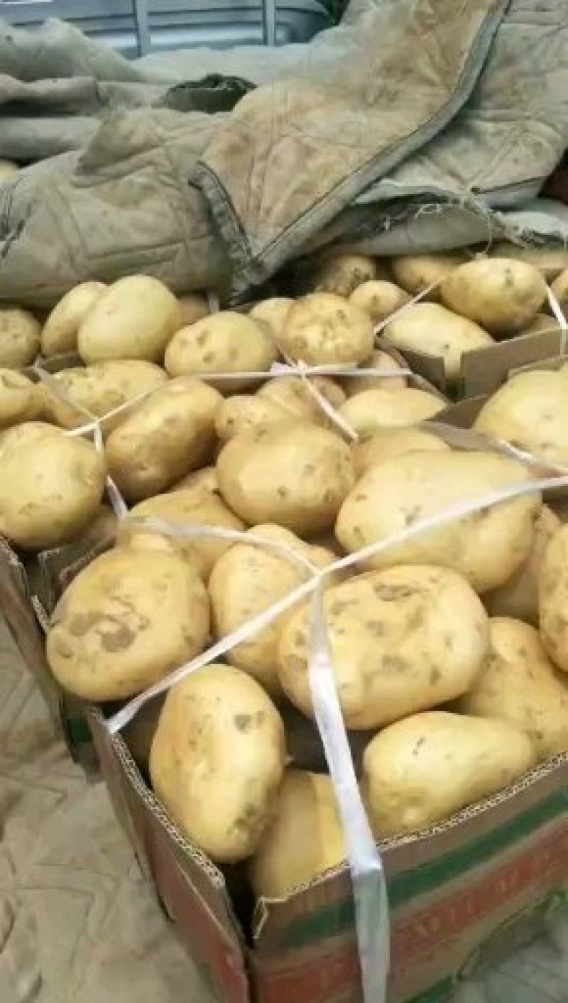 土豆