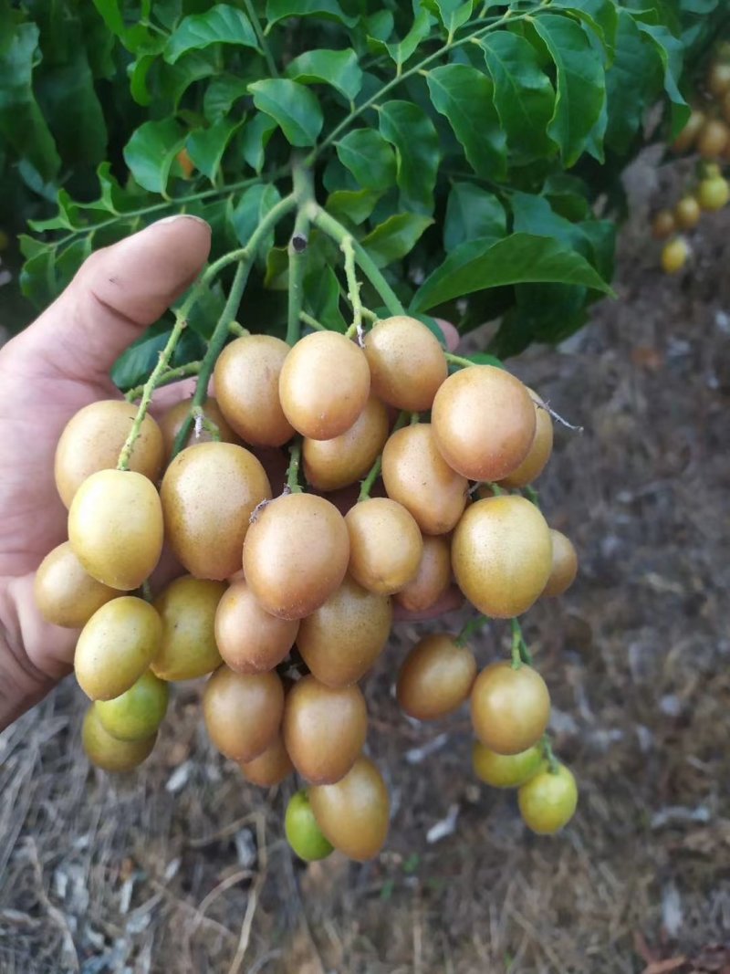 鸡心黄皮