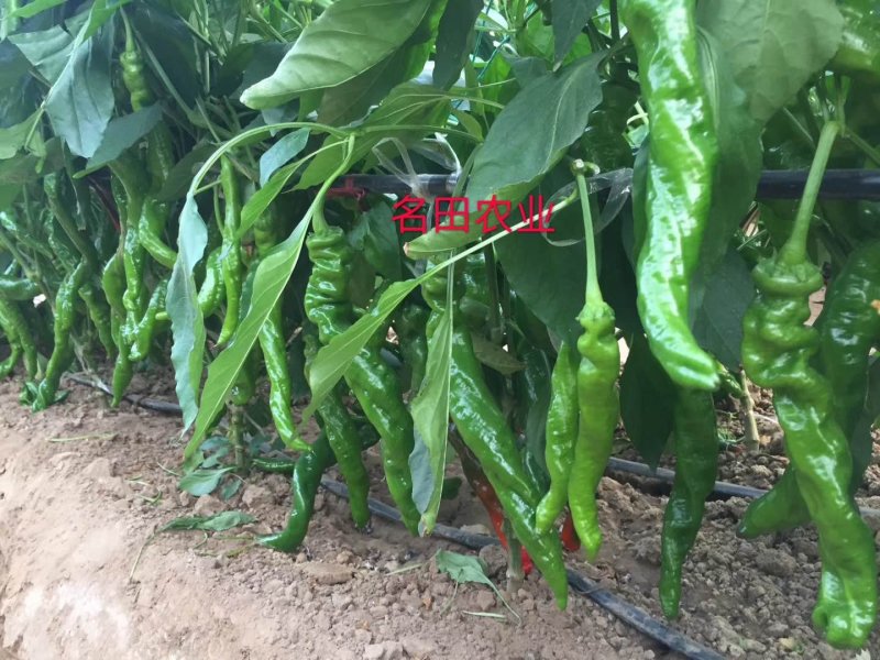 蛟龙一号螺丝椒种子，抗病强，产量高，果长28到35公分