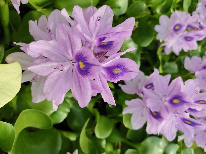 [欢迎电话咨询]大量供应水葫芦(凤眼莲)