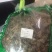 中药材大蓟草大刺儿菜干燥全草马蓟虎蓟大蓟