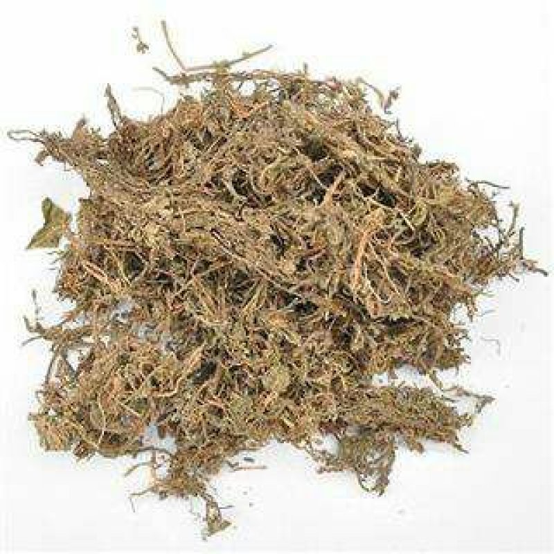 中药材鹅不食草鹅子不吃草石胡蒌中草药材鹅不食草