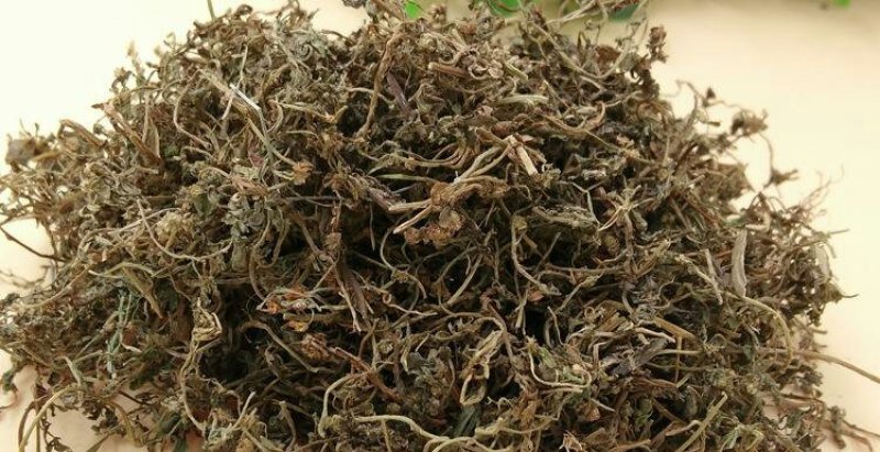 中药材鹅不食草鹅子不吃草石胡蒌中草药材鹅不食草