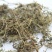 中药材鹅不食草鹅子不吃草石胡蒌中草药材鹅不食草