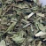中药材泽兰草泽兰蛇王草1农家初选