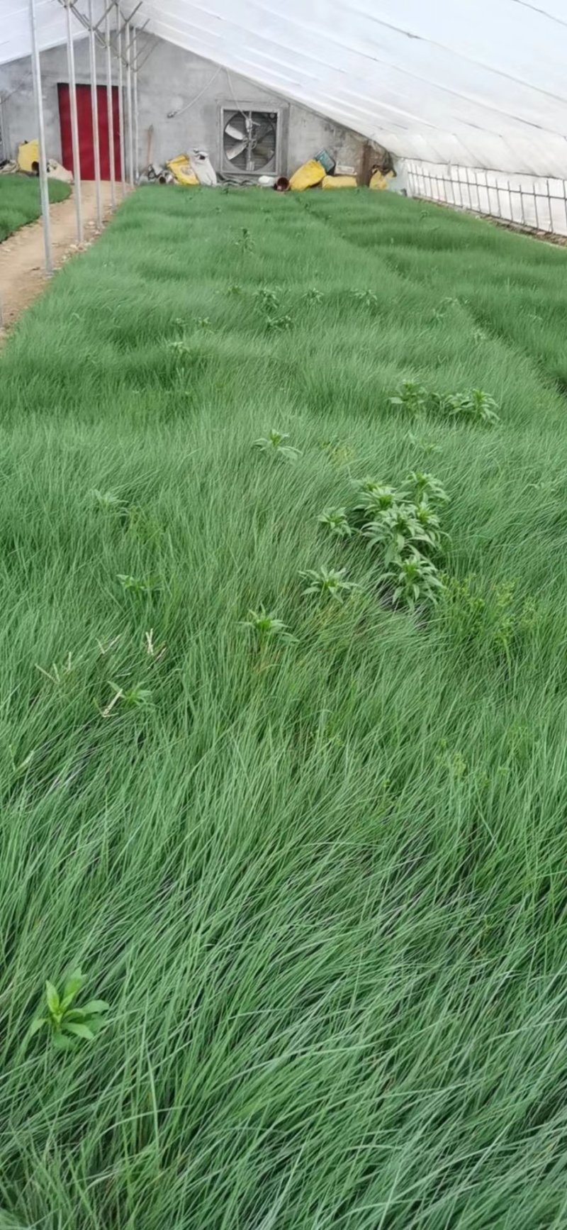 细茎针茅，细茎针芒，墨西哥羽毛草营养杯苗(欢迎电话咨询)