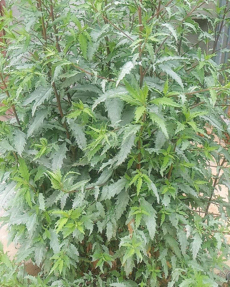 土荆芥
