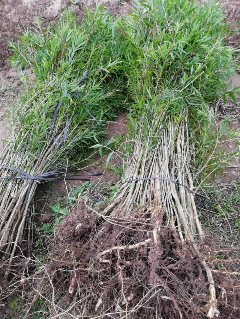 红千层（串钱柳）小苗