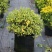 包邮花叶枸骨球“春天”冠幅约60cm美植袋大苗