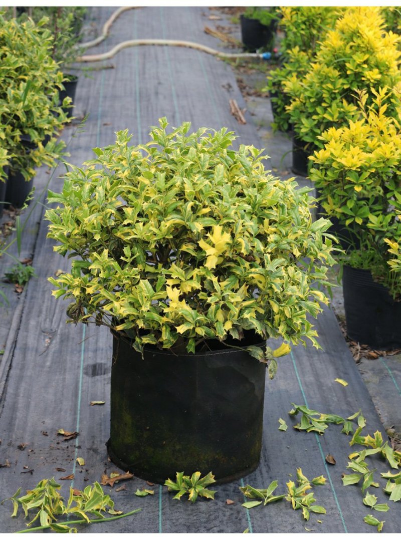 包邮花叶枸骨球“春天”冠幅约60cm美植袋大苗