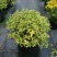 包邮花叶枸骨球“春天”冠幅约60cm美植袋大苗