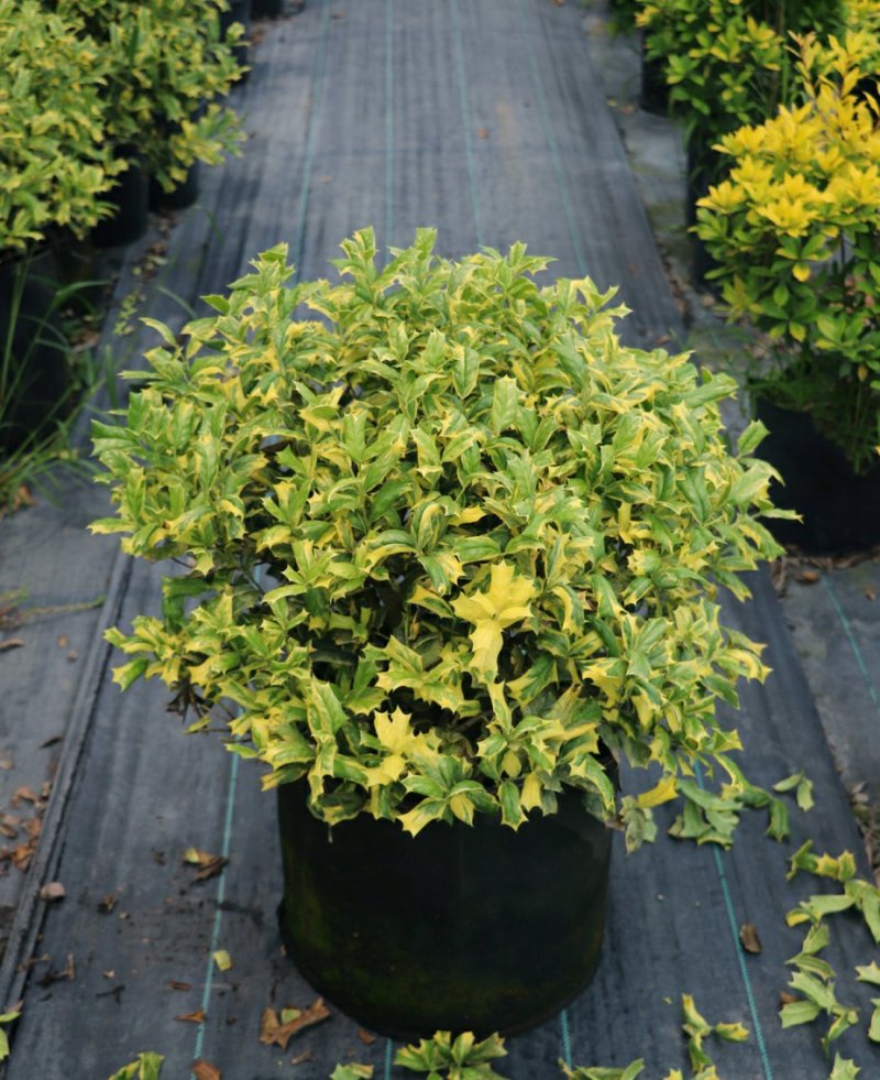 包邮花叶枸骨球“春天”冠幅约60cm美植袋大苗