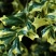 包邮花叶枸骨球“春天”冠幅约60cm美植袋大苗
