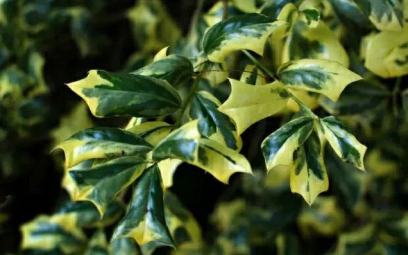 包邮花叶枸骨球“春天”冠幅约60cm美植袋大苗