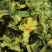 包邮花叶枸骨球“春天”冠幅约60cm美植袋大苗