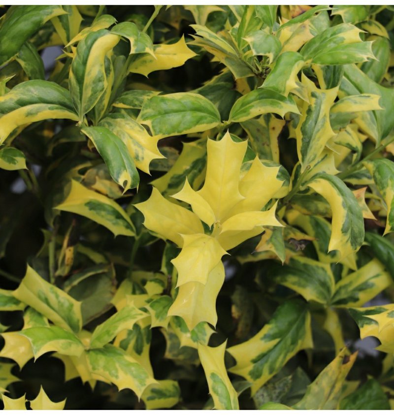 包邮花叶枸骨球“春天”冠幅约60cm美植袋大苗