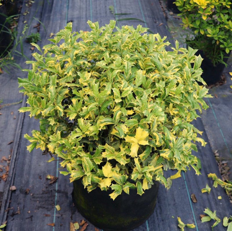 包邮花叶枸骨球“春天”冠幅约60cm美植袋大苗