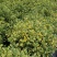 包邮花叶枸骨球“春天”冠幅约60cm美植袋大苗