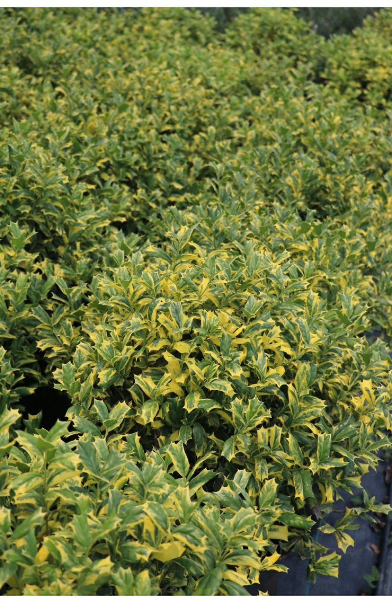 包邮花叶枸骨球“春天”冠幅约60cm美植袋大苗