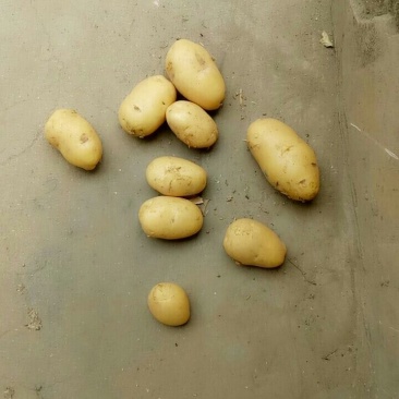 土豆