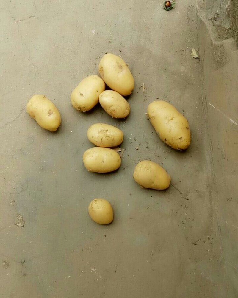 土豆
