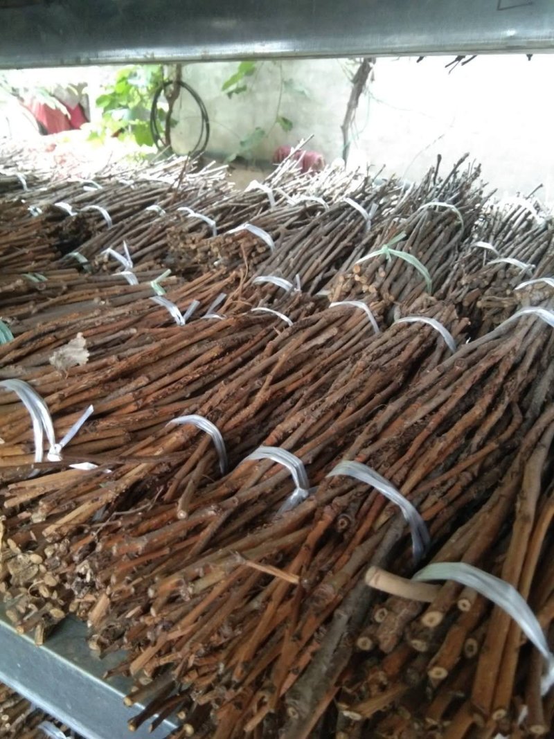 【基地直供】河南金蝉种苗金蝉卵，金蝉，知了猴，金蝉卵枝知