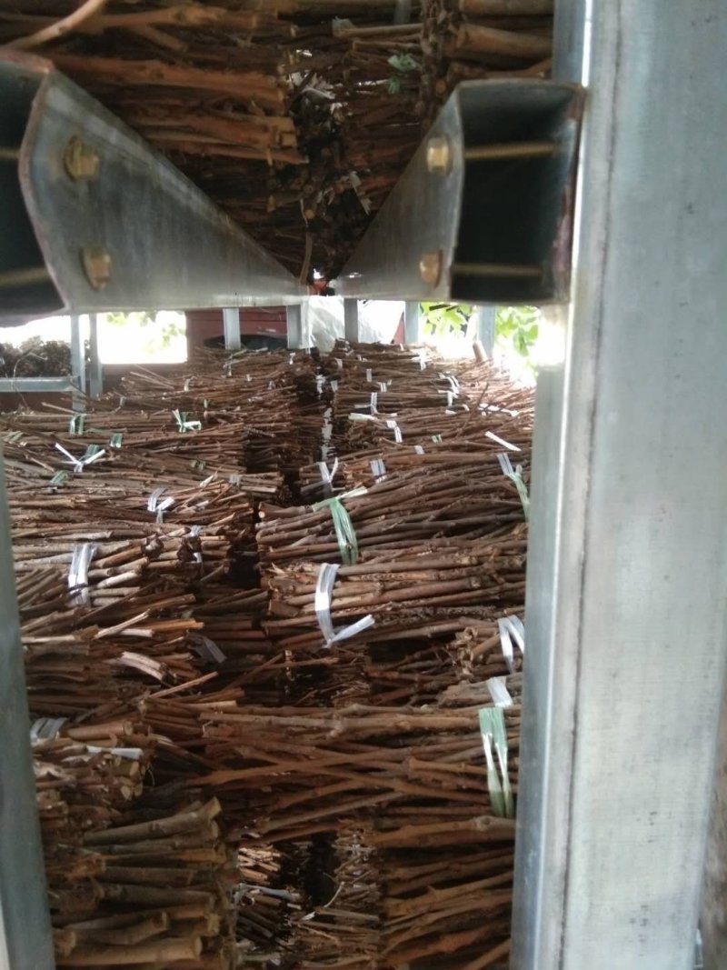 【基地直供】河南金蝉种苗金蝉卵，金蝉，知了猴，金蝉卵枝知