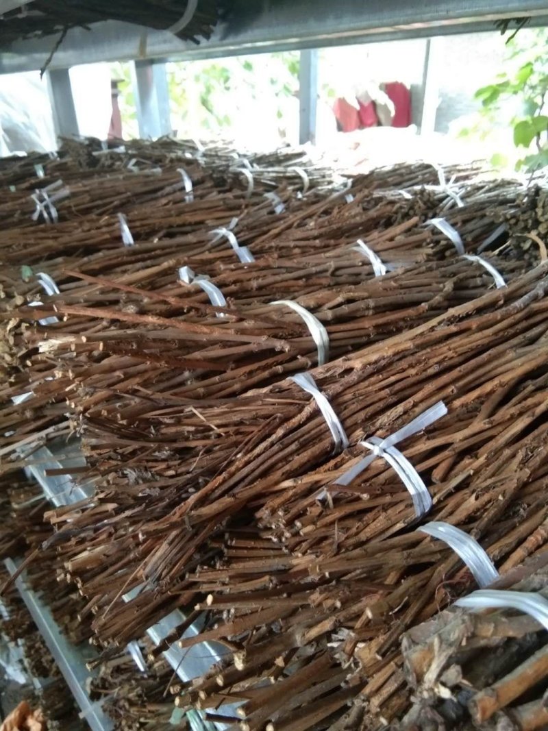 【基地直供】河南金蝉种苗金蝉卵，金蝉，知了猴，金蝉卵枝知