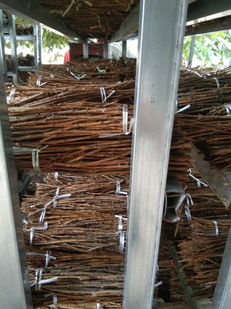 【基地直供】河南金蝉种苗金蝉卵，金蝉，知了猴，金蝉卵枝知