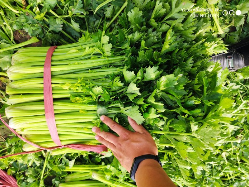 芹菜优质陆地春芹菜小棵芹菜