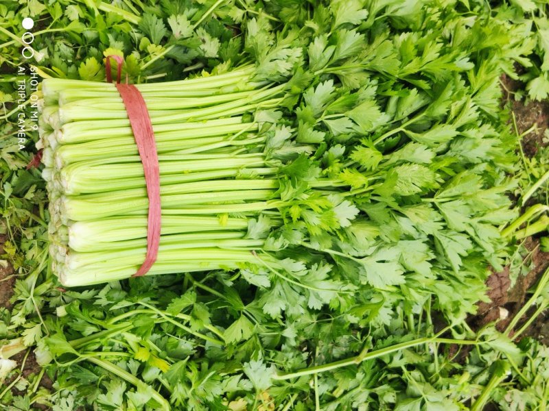 芹菜优质陆地春芹菜小棵芹菜