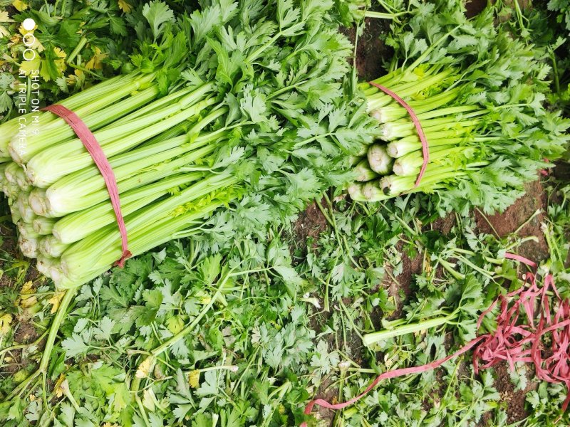 芹菜优质陆地春芹菜小棵芹菜