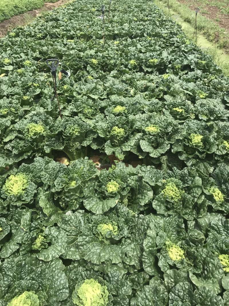 秋绿精品好货量大从优场地直供