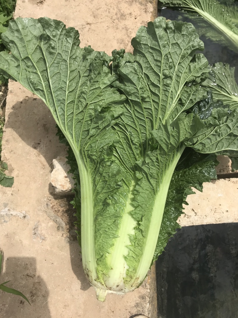 秋绿精品好货量大从优场地直供