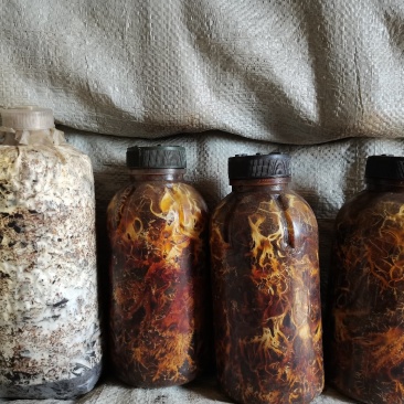 萌发菌蜜环菌花天麻花粉播种零代种子培育菌种整套