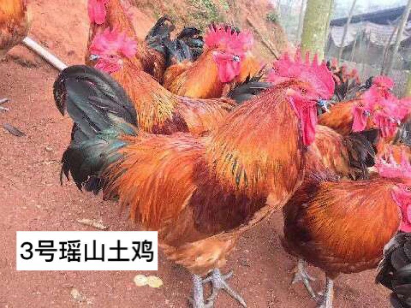青脚鸡苗️，质量保障、店有（诚信企业）证书