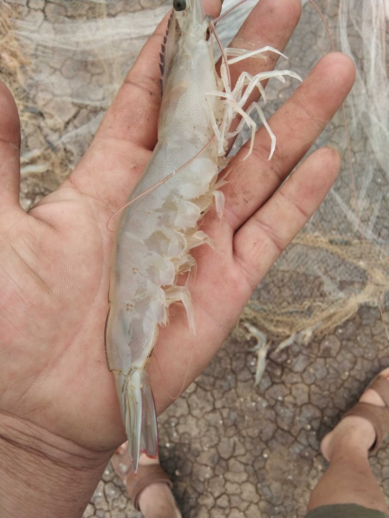 渤海湾优质海虾十来个头的大虾