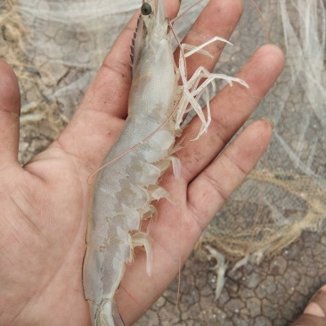 渤海湾优质海虾十来个头的大虾