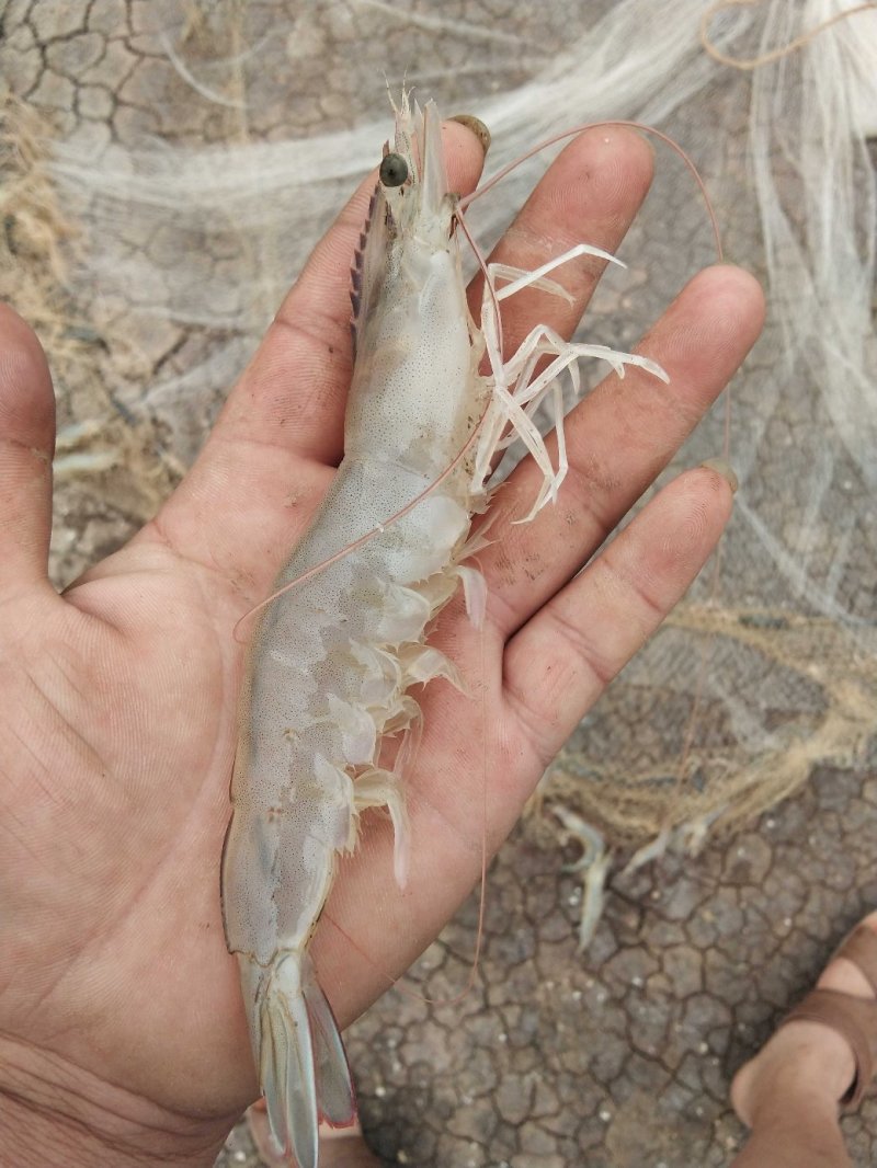 渤海湾优质海虾十来个头的大虾