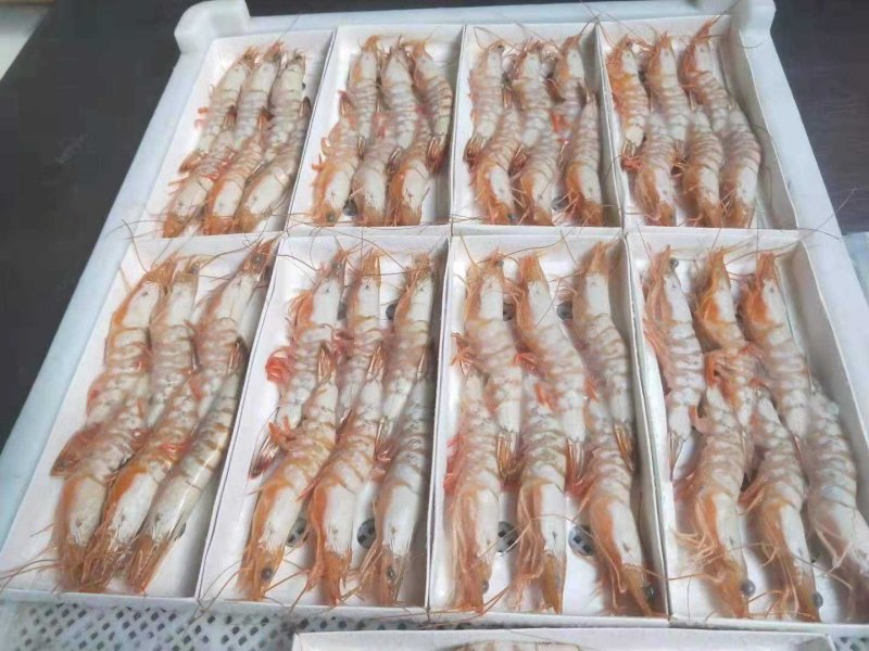 渤海湾优质海虾十来个头的大虾