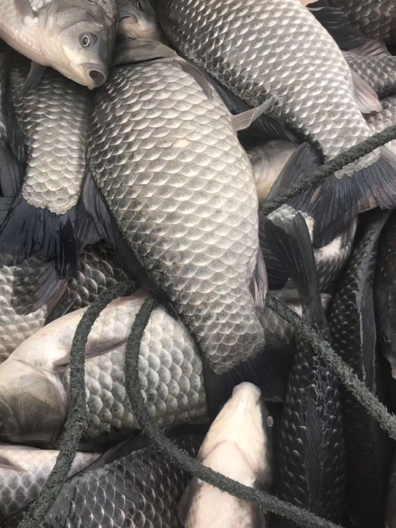 鲫鱼