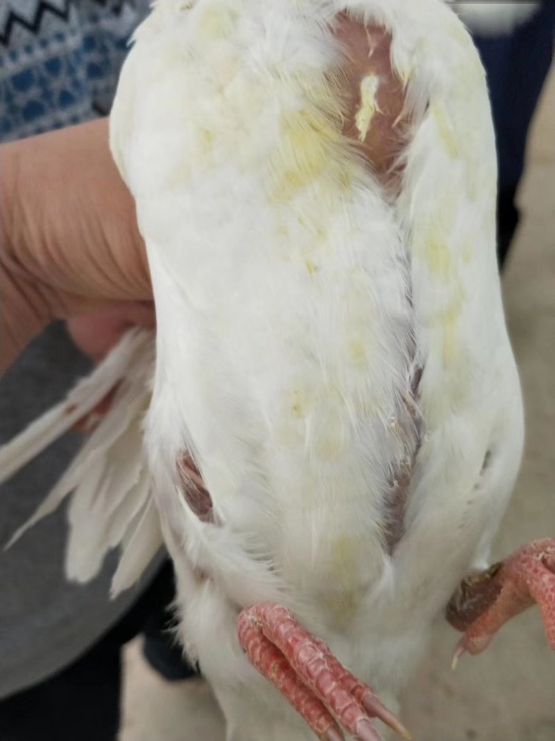 白条鸽