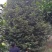兰花，兰草，四川宜宾山里兰花，各自兰花量大从优