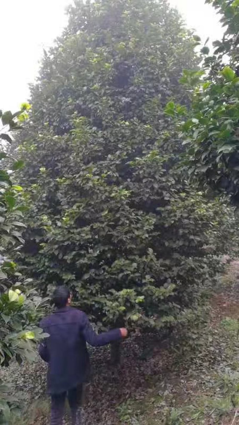 兰花，兰草，四川宜宾山里兰花，各自兰花量大从优
