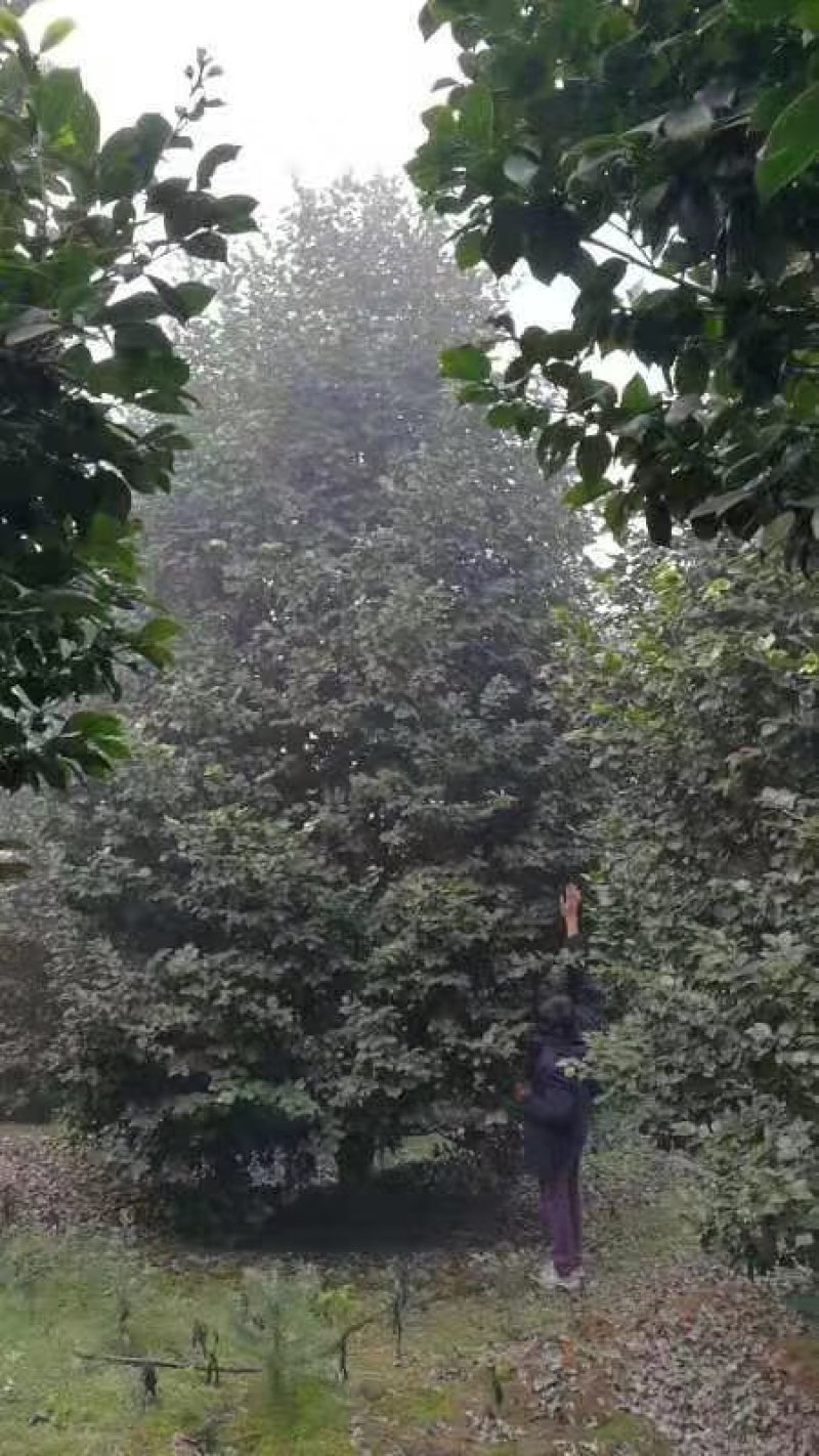 兰花，兰草，四川宜宾山里兰花，各自兰花量大从优