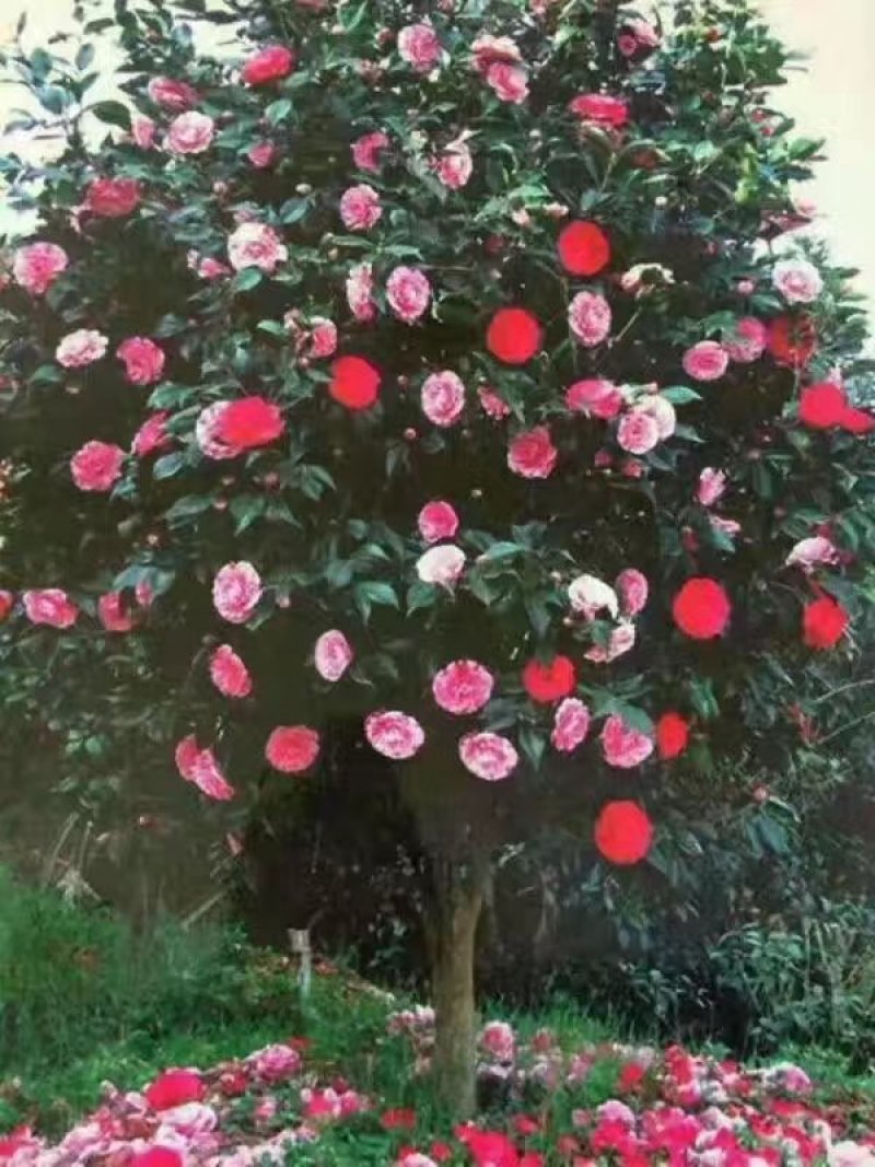 兰花，兰草，四川宜宾山里兰花，各自兰花量大从优