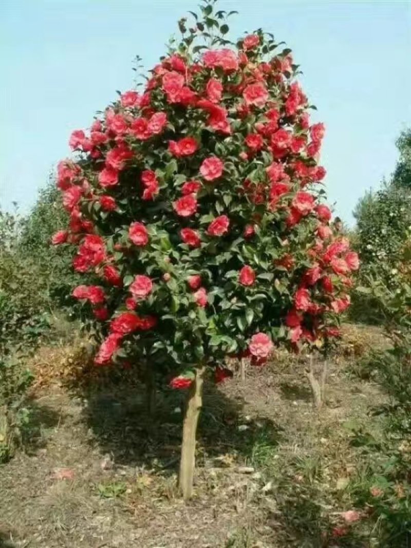 兰花，兰草，四川宜宾山里兰花，各自兰花量大从优
