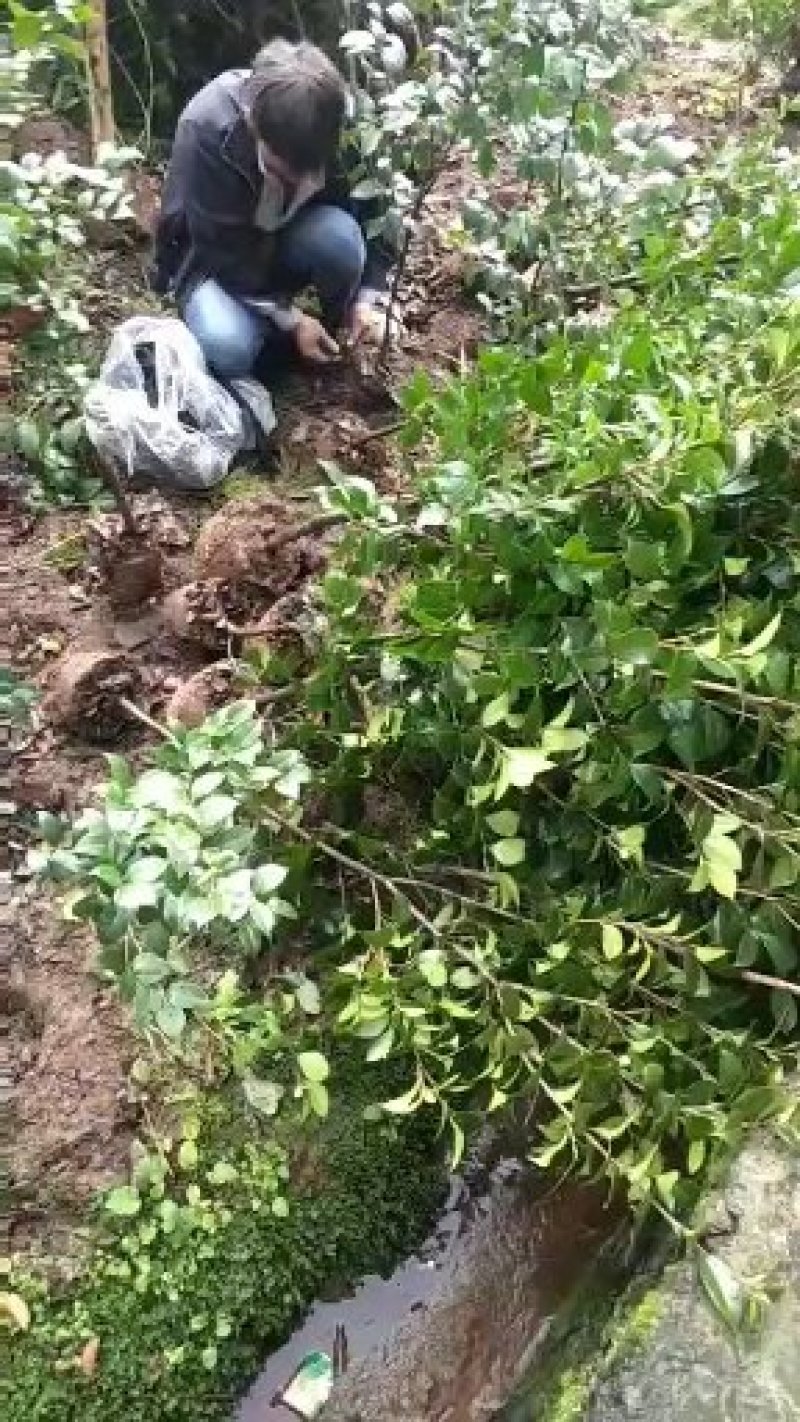 兰花，兰草，四川宜宾山里兰花，各自兰花量大从优