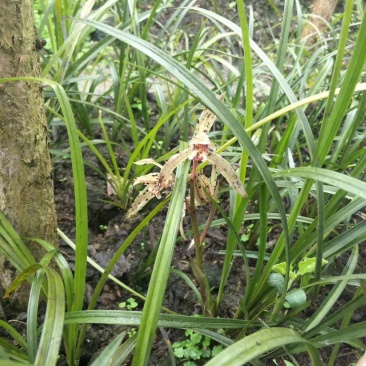 兰花，兰草，四川宜宾山里兰花，各自兰花量大从优